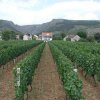 vinograd1